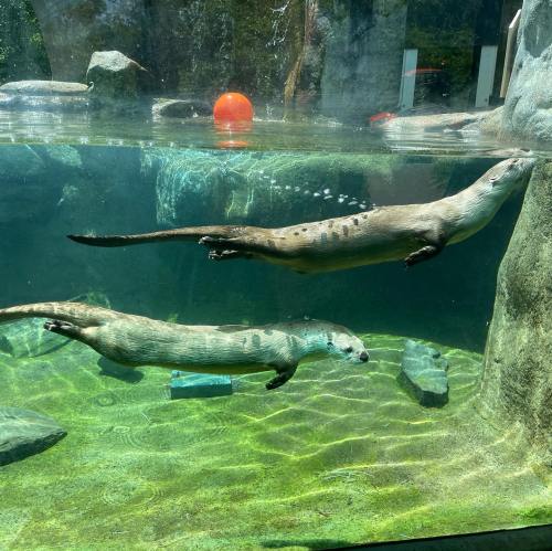 Two otters swim gracefully in a clear aquarium, surrounded by rocks and a floating orange ball.