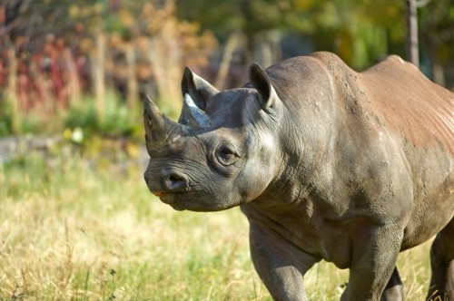 A close-up of a rhinoceros walking through a grassy area with trees in the background.