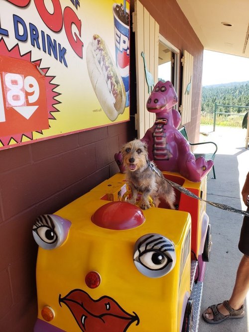 A small dog sits in a colorful, cartoonish ride outside a store, with a dinosaur figure beside it.