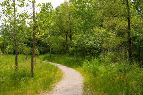 A winding dirt path through a lush green forest with trees and tall grass on either side.