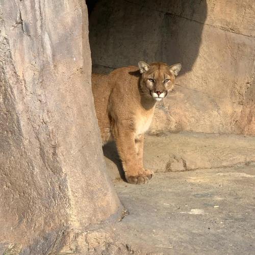 A cougar stands near a rocky cave entrance, looking out with a curious expression.
