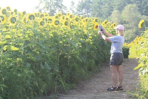 A woman stands in a sunflower field, taking a photo with a tablet on a sunny day.