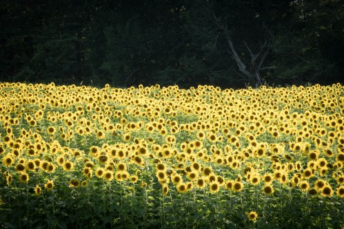 A vibrant field of sunflowers in full bloom, stretching towards the horizon under a clear sky.