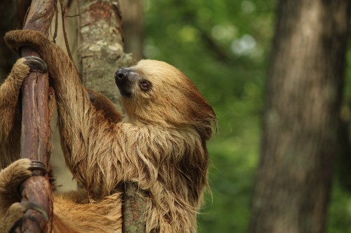 A sloth clings to a tree branch, surrounded by lush green foliage in a natural setting.