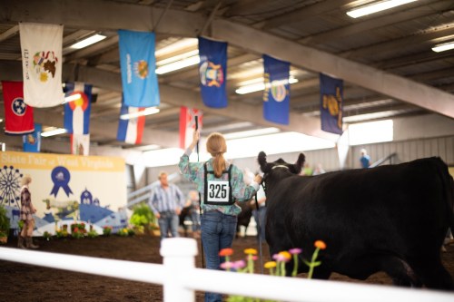 A young person shows a black cow at a state fair, with colorful flags hanging above in a spacious indoor arena.