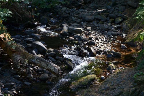 A serene stream flows over smooth stones, surrounded by lush greenery and dappled sunlight.