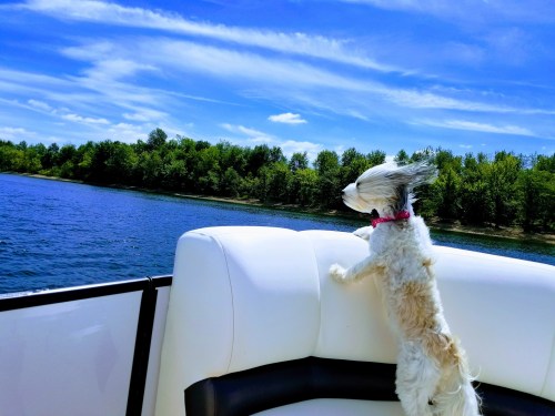 A small dog with its ears flapping in the wind enjoys a boat ride on a sunny day by the water.
