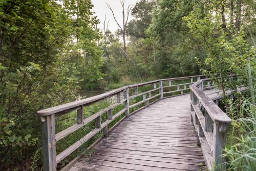 A wooden boardwalk winds through lush greenery, leading towards a serene natural area.