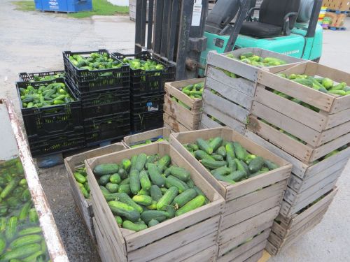 Crates filled with freshly harvested cucumbers stacked near a forklift in an outdoor setting.