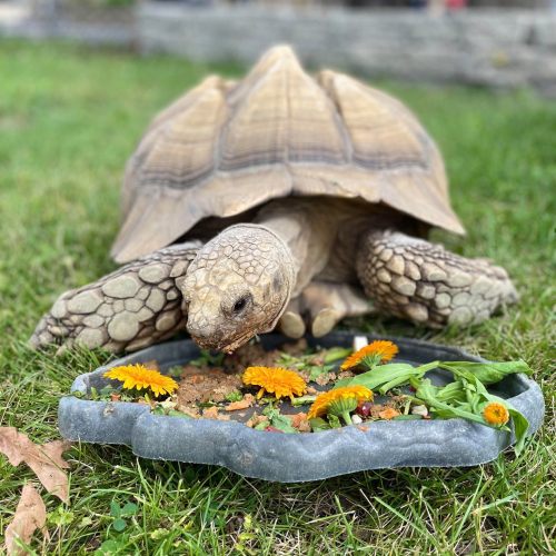 A tortoise eating from a dish filled with flowers and greens, set on grass.
