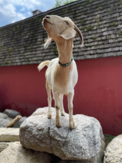 A goat stands proudly on a rock, looking up with a curious expression against a rustic background.