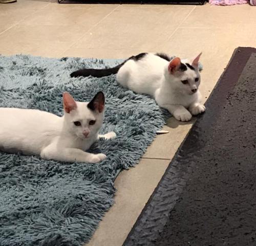 Two white cats with black markings lying on a soft blue rug in a cozy indoor setting.