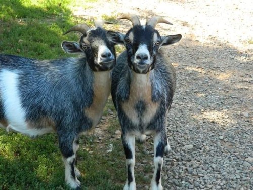 Two goats with black and white fur stand close together on a gravel path, surrounded by green grass.