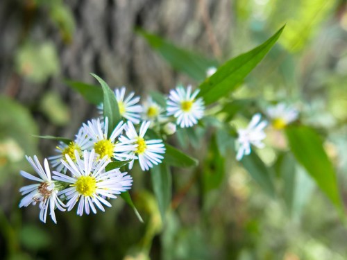 A cluster of small white flowers with yellow centers, surrounded by green leaves, against a blurred background.
