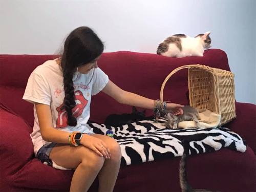 A person sits on a couch, petting a gray cat, while a black cat and a calico cat relax nearby in a basket.