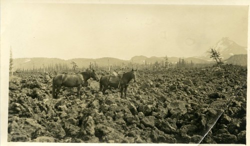Two horses stand on a rocky landscape with a mountain in the background, surrounded by trees and a clear sky.