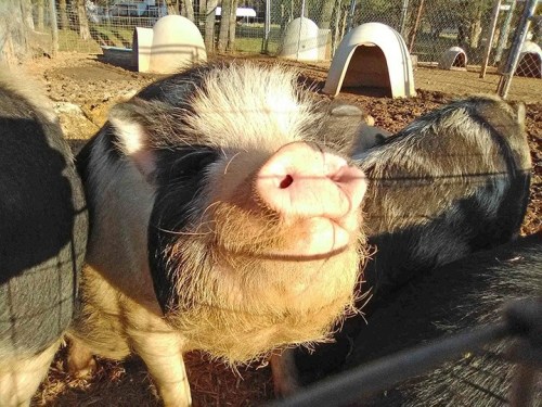 A close-up of a smiling pig with a pink snout, surrounded by other pigs in a farm setting.