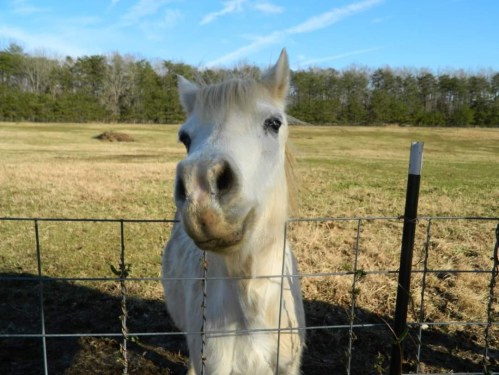 A close-up of a white horse looking curiously through a fence, with a grassy field and trees in the background.