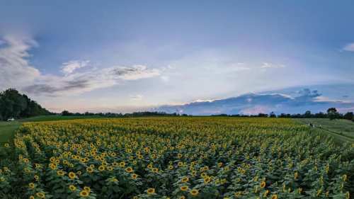 A panoramic view of a vibrant sunflower field under a blue sky with scattered clouds at sunset.