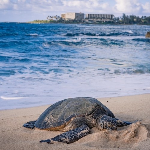 A sea turtle rests on a sandy beach with ocean waves and a distant hotel in the background.