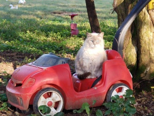 A fluffy cat sits in a small red toy car, surrounded by greenery and trees.