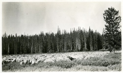 A black and white photo of a large flock of sheep grazing in a grassy field, surrounded by tall trees.