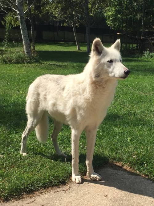 A white wolf stands on a grassy area, looking alert with trees in the background.