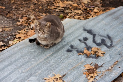 A gray cat sits on a metal sheet covered with fallen leaves and faint markings.