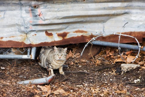 A tabby cat peeks out from under a rusty metal structure, surrounded by leaves and debris.