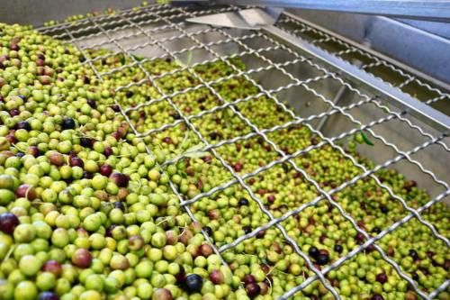 A close-up of a metal grate filled with a large quantity of green and purple olives.