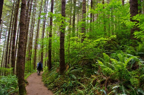 A hiker walks along a forest trail surrounded by tall trees and lush green ferns.