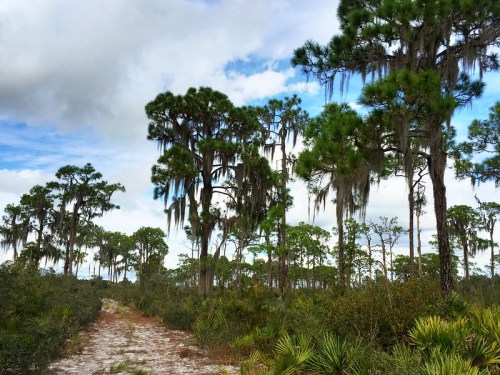 A sandy path winds through a lush landscape of tall pine trees draped with Spanish moss under a cloudy sky.