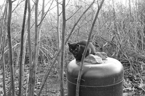 A black cat perched on a barrel, surrounded by bare branches and rocks, in a monochrome setting.