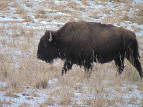 A bison walking through a snowy, grassy field.