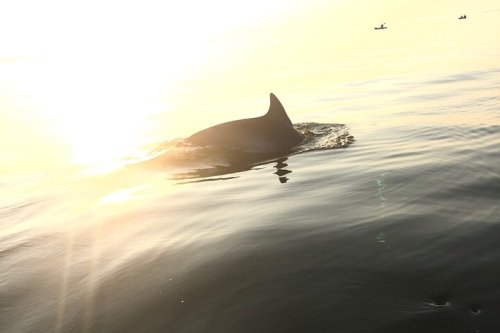 A dolphin fin breaks the surface of calm water, illuminated by a bright sunset, with small boats in the background.