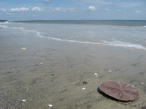 A sandy beach with gentle waves and a sand dollar shell in the foreground under a partly cloudy sky.
