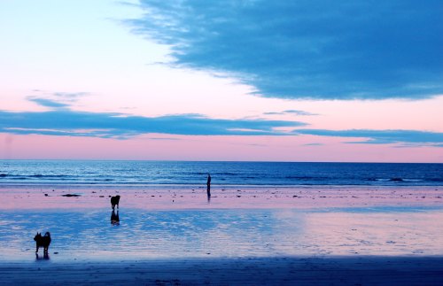 A serene beach at sunset with two dogs playing in the water and a person walking along the shore.