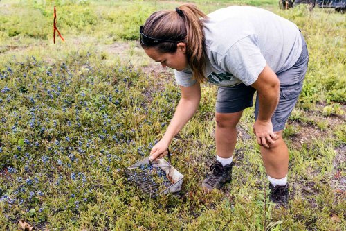 A woman in a gray shirt and shorts bends down to collect plants in a basket from a field of blue flowers.