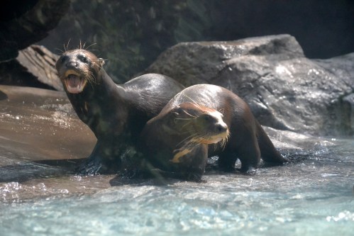 Two playful sea lions in water, one with its mouth open, surrounded by rocks and a misty atmosphere.