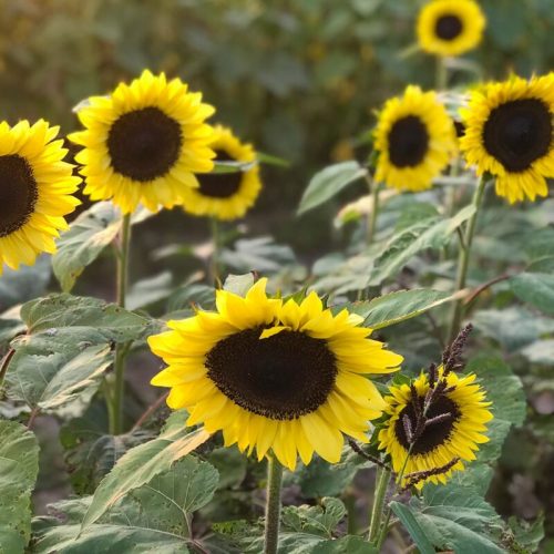 A field of vibrant sunflowers with bright yellow petals and dark centers, surrounded by green leaves.