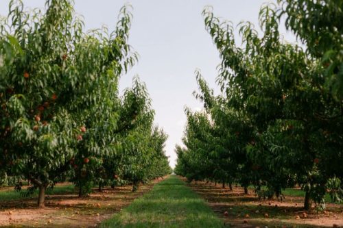 A serene orchard with rows of peach trees, lush green foliage, and a clear sky in the background.