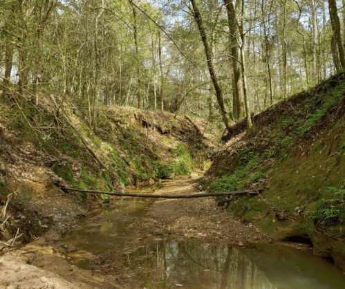 A serene forest scene featuring a shallow creek surrounded by lush greenery and trees, with a fallen log across the water.