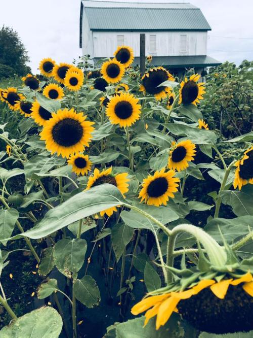 A field of vibrant sunflowers in front of a rustic house under a cloudy sky.