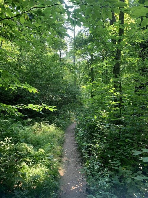 A narrow dirt path winds through a lush green forest filled with trees and ferns under bright sunlight.