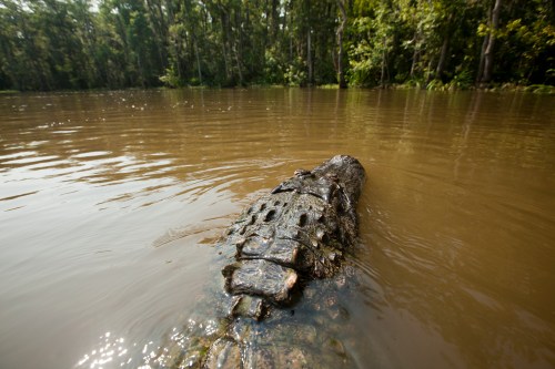 A crocodile partially submerged in a river, surrounded by lush greenery and calm water.