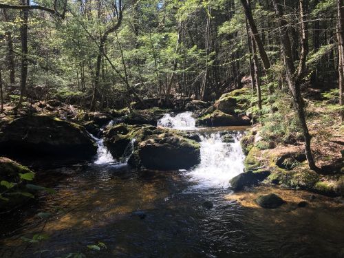 A serene forest scene featuring a small waterfall cascading over moss-covered rocks into a clear stream.