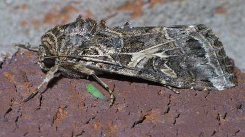 A close-up of a brown and gray moth resting on a textured surface, showcasing its detailed wing patterns.