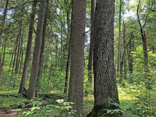 Two tall trees stand in a lush green forest, surrounded by vibrant foliage and dappled sunlight.