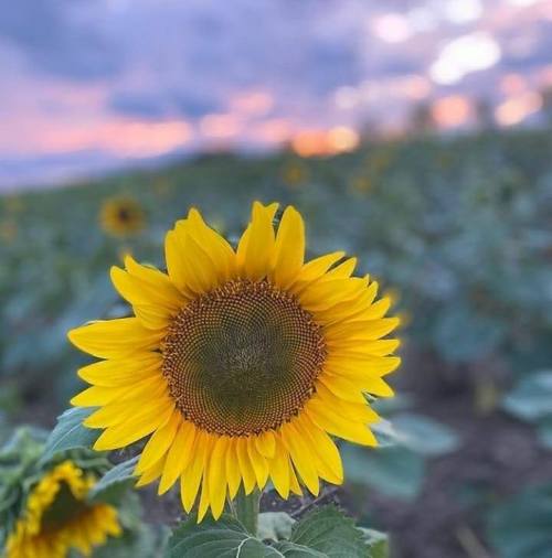 A vibrant sunflower stands tall in a field, with a colorful sunset and soft clouds in the background.