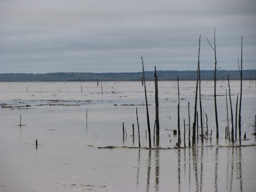A serene landscape featuring a calm, reflective body of water with bare tree stumps rising from the surface.